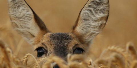 8 Wildtiere, die man in Europa beobachten kann