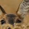 8 Wildtiere, die man in Europa beobachten kann