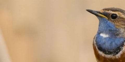 Camping & Vogelbeobachtung: Sieben Hotspots in Europa
