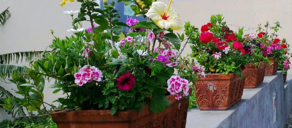 Blühende Blumen und grüne Pflanzen entlang der Straßen von Positano an der Amalfiküste