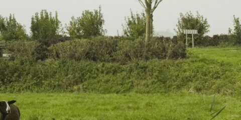 Was Camping auf dem Bauernhof so reizvoll macht!