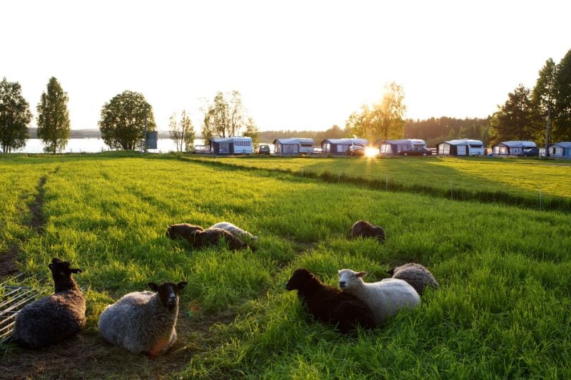 Camping auf dem Bauernhof mit Schafen