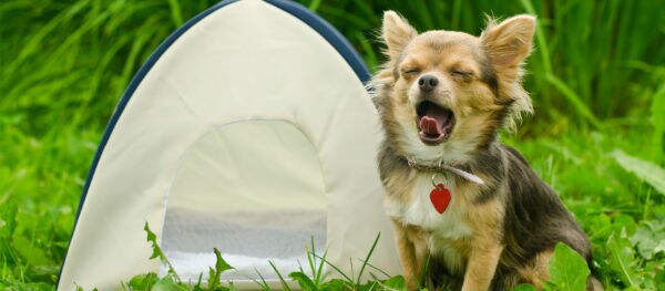 Hund auf dem Campingplatz – Checkliste und Tipps für das Camping mit Haustier und Heimtierausweis
