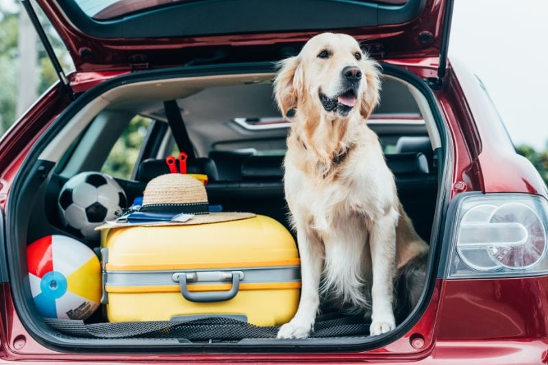 Hond in de auto voor vakantie
