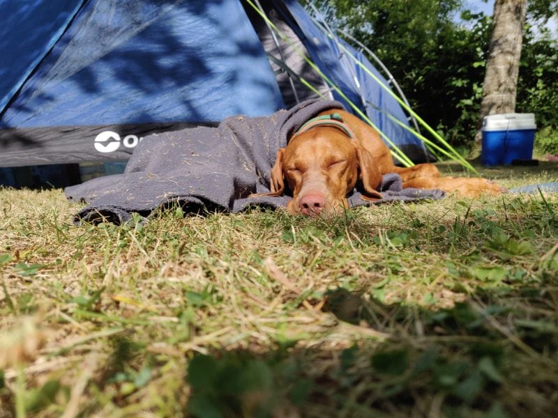 Auch der Hund war müde von der langen Fahrt und machte ein Nickerchen am Zelt ...