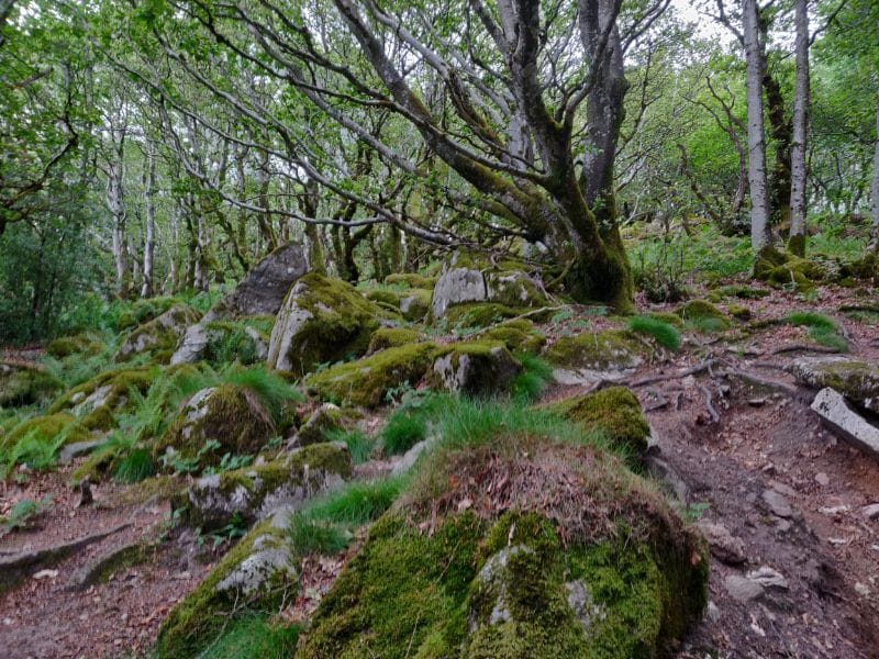 Die Wanderung zum Pic du Montalet lohnt sich allein schon wegen der schönen, vom Wind gekrümmten Buchen.