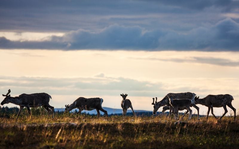 Finnland Lapland