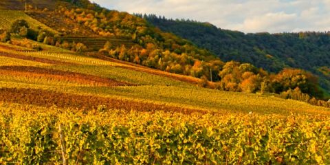 Eine Tour entlang der deutschen Weinstraße