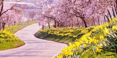 Das sind die 7 schönsten Ferienstraßen in Deutschland