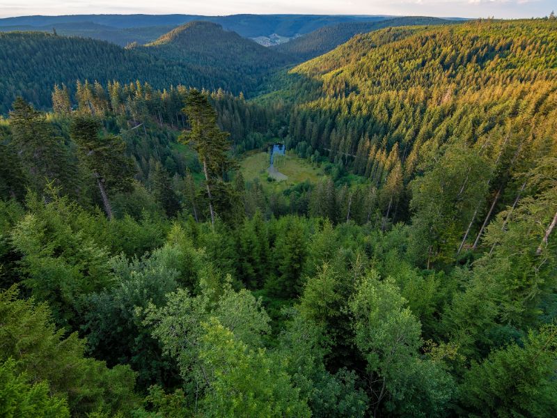 Wonderschone natuur zo ver je maar kunt kijken. Nationalpark Schwarzwald is een uniek natuurgebied.