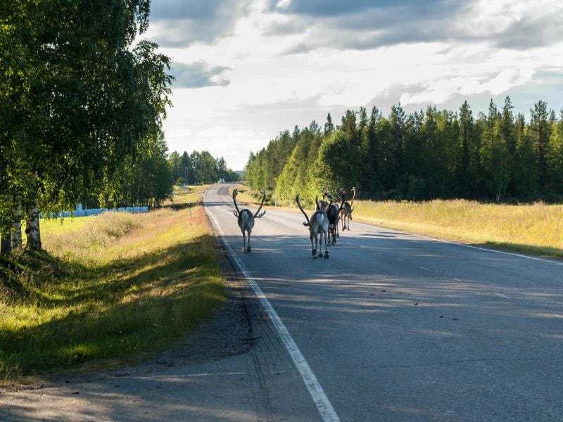 Rentiere in Lappland