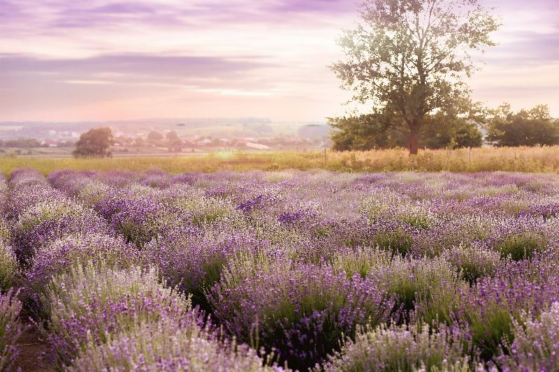 Lavendel