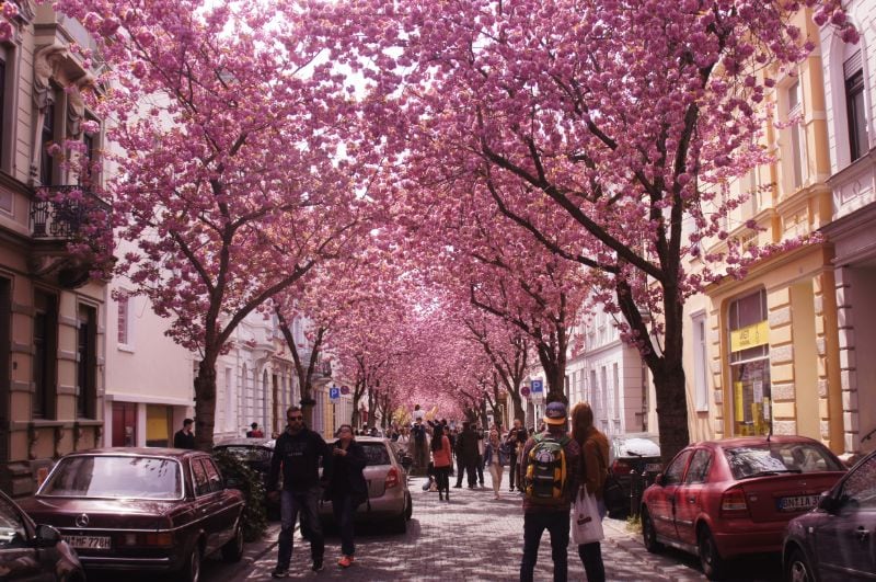 Kirschblüte Bonn