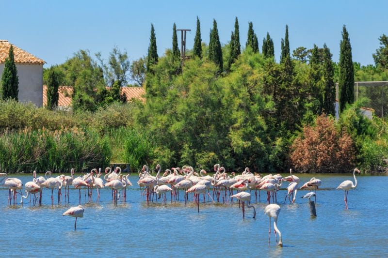 Naturschauspiel Camargue