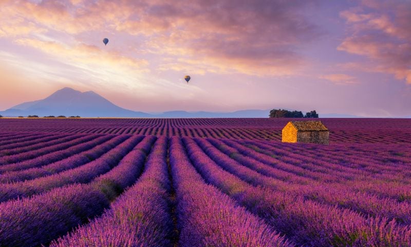 Naturschauspiel Lavendel Provence