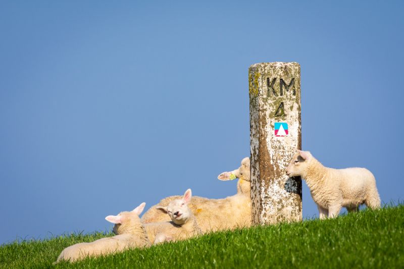 Naturschauspiel Lämmersaison Texel