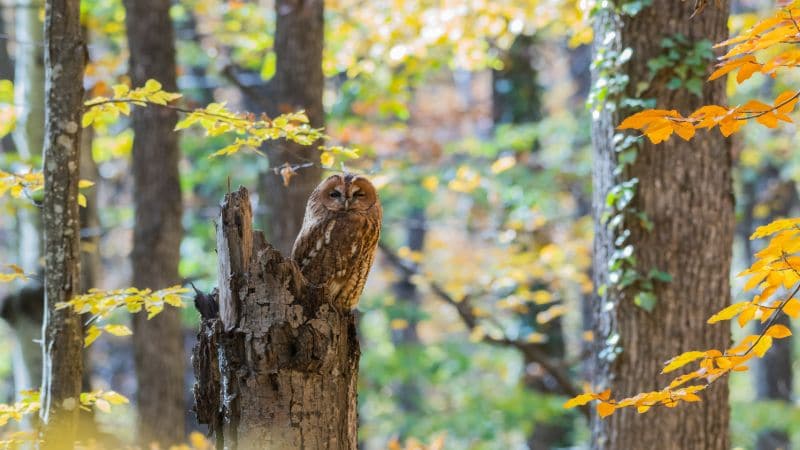 Waldkauz im Herbst