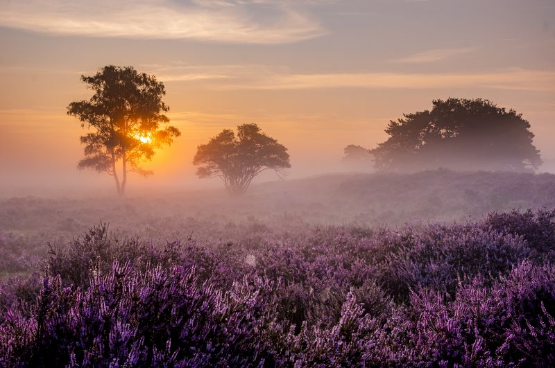 Veluwse heide