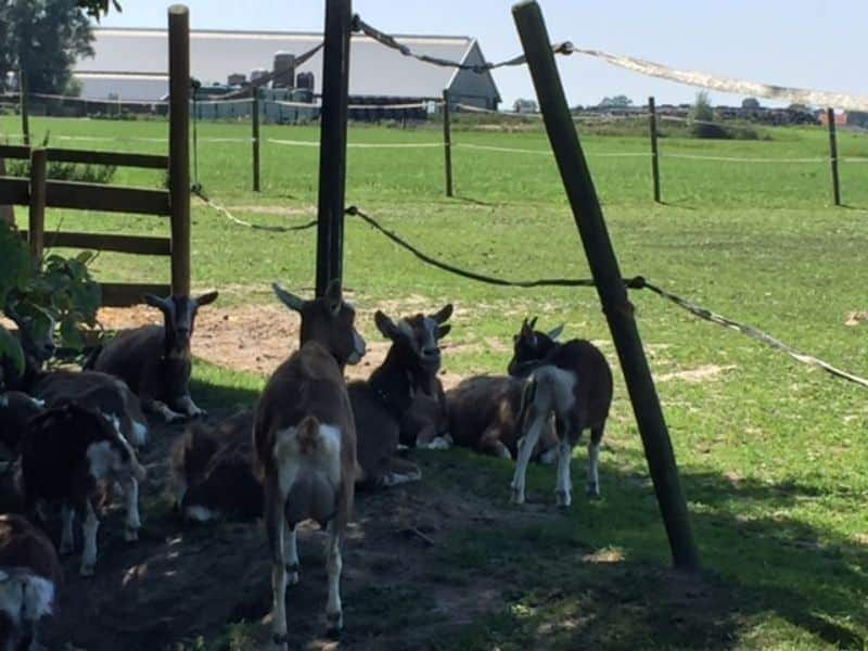 Camping auf dem Bauernhof in Holland