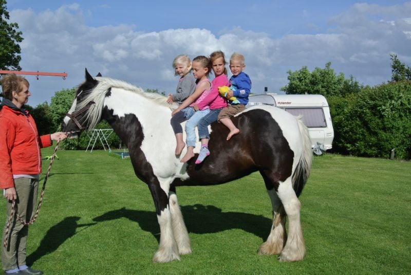 Camping auf dem Bauernhof in den Niederlanden: Hier gehört Reiten zum Angebot