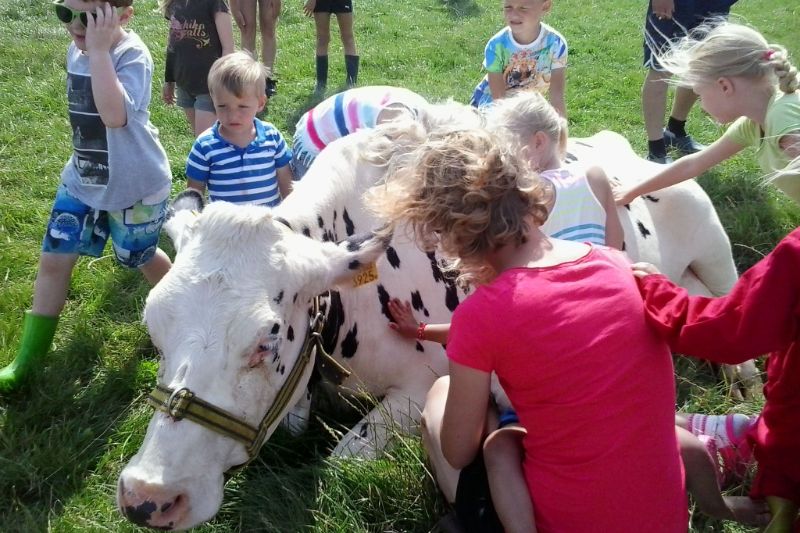 Camping auf dem Bauernhof in den Niederlanden: Hier kann man auch eine Kuh streicheln.