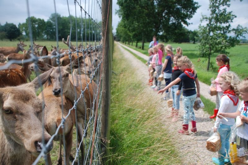 Camping auf dem Bauernhof in den Niederlanden: Hirsche füttern