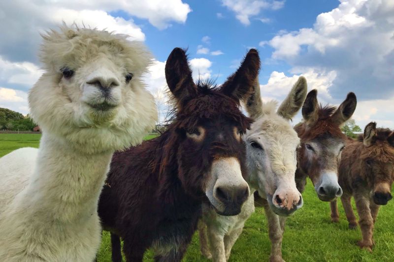 Camping auf dem Bauernhof in Holland mit Alpakas