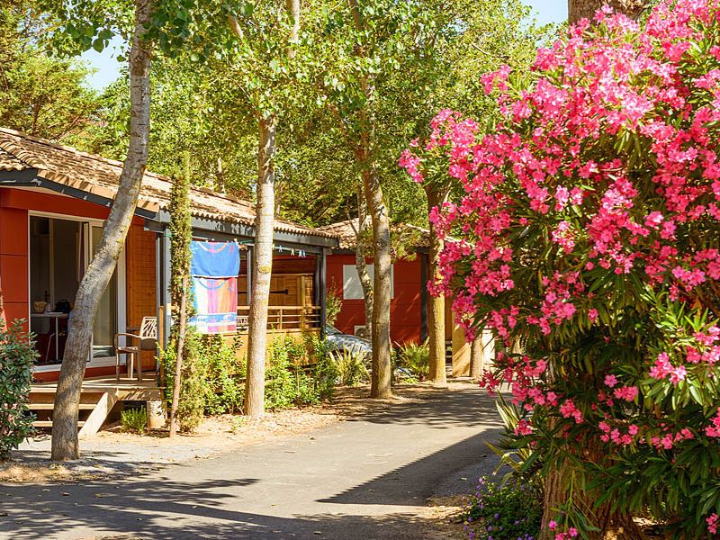 Camping Les Sablons: orangefarbene Mobilheime mit Handtüchern im Hintergrund. Große rosa blühende Sträucher im Vordergrund.