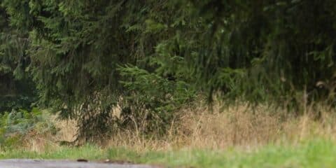 Camping in den Ardennen auf der ACSI FreeLife TestTour