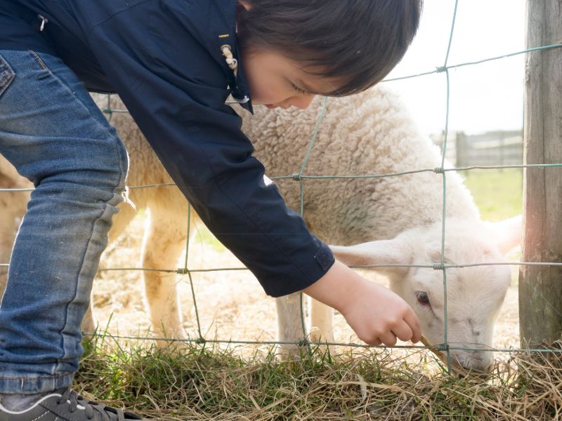 Camping met dieren