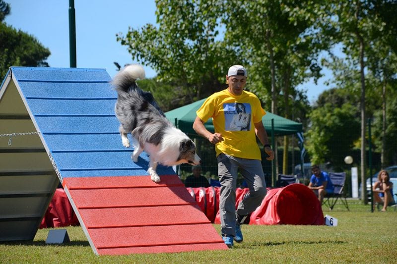 Geheimtipp für Urlaub mit Hund: Camping Union Lido mit riesigem Agilityparcours für Sport & Spiel