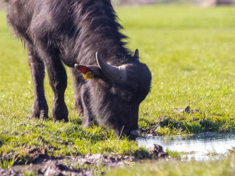 Adults-only Camping Waterbuffelfarm- Wasserbüffel beim trinken