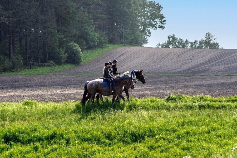drei Reiter zu Pferd laufen an einem Feld entlang