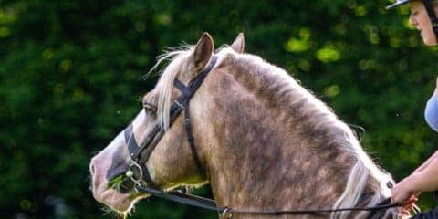 Reiturlaub auf dem Campingplatz: Vier wunderschöne Ziele für Pferdefans
