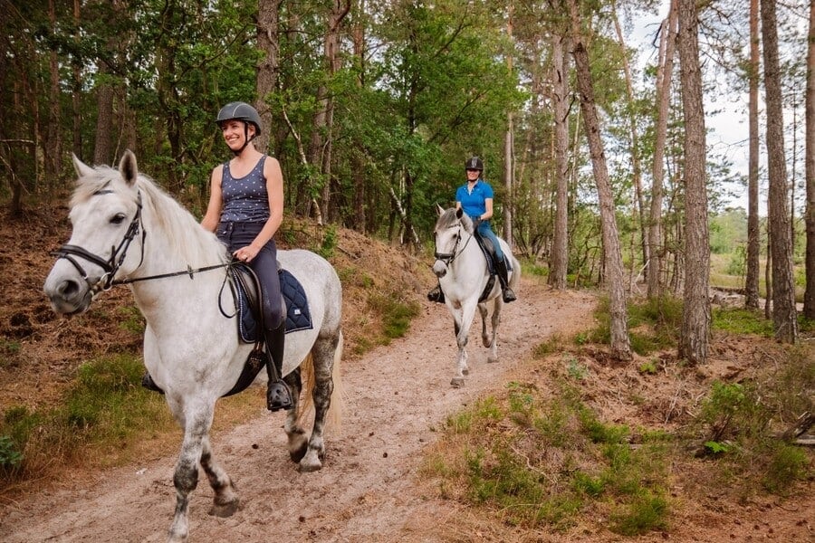 zwei Reiter auf einem Waldweg