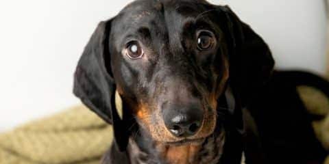 Entspannte Silvesterabende: 8 ruhige, hundefreundliche Ferienparks ohne Feuerwerk