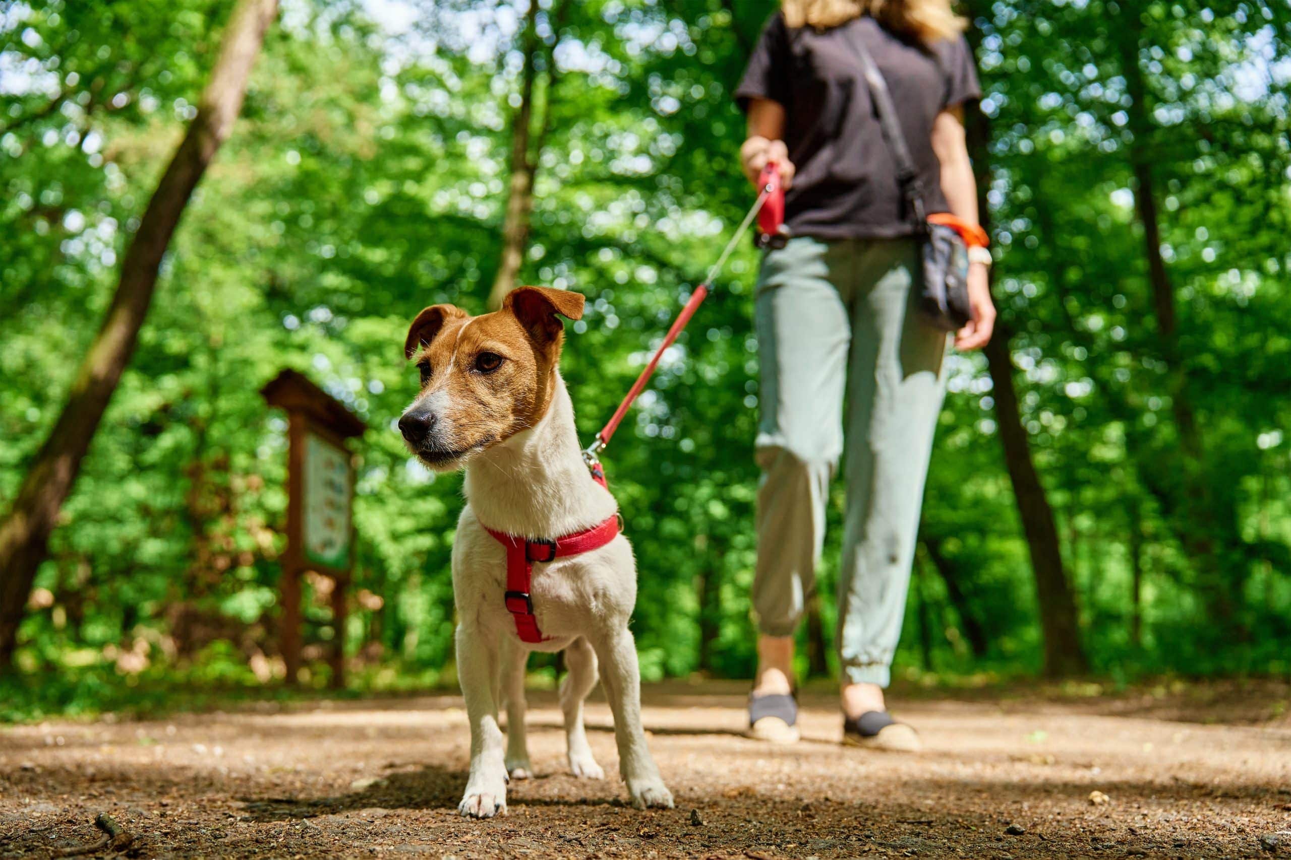 Frau spaziert mit Jack Russell im Wald