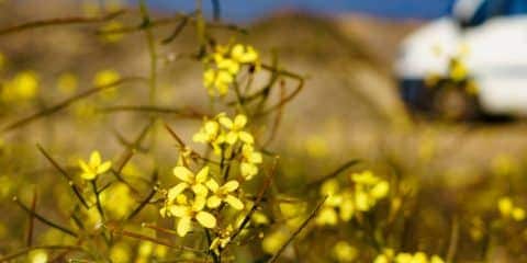 Wann öffnen die Campingplätze? So gelingt der Start in die Saison