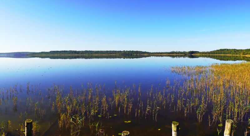 Mecklenburgische Seenplatte: Der Priesterbäker See im Müritz-Nationalpark mit spiegelnder Wasseroberfläche