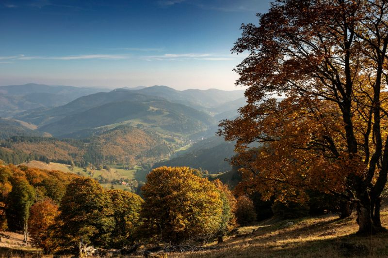 Schwarzwald in Deutschland: Herbstliche Baumlandschaft mit dichten Wäldern und Wanderwegen