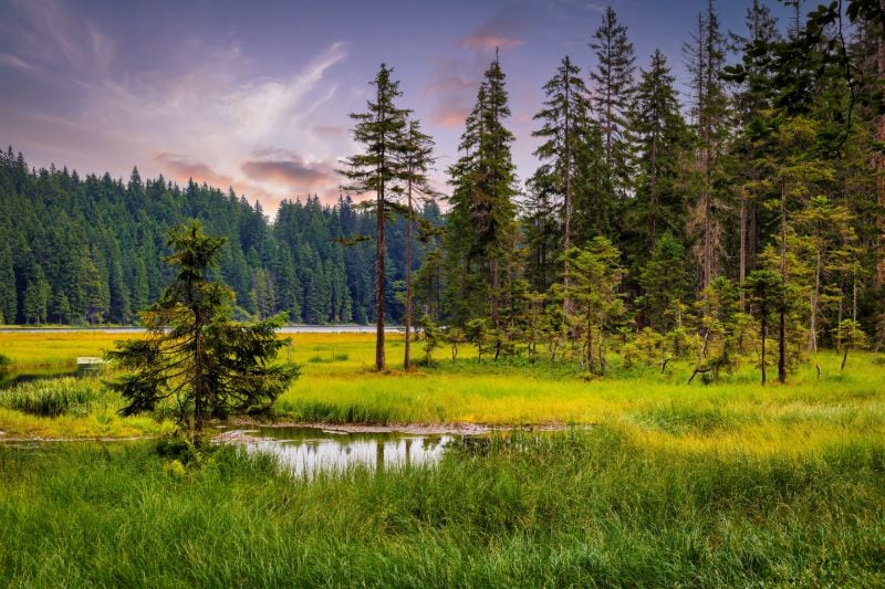 Bayerischer Wald – Naturidyll in Deutschland: Malerische Waldlichtung mit Tümpel und grüner Vegetation