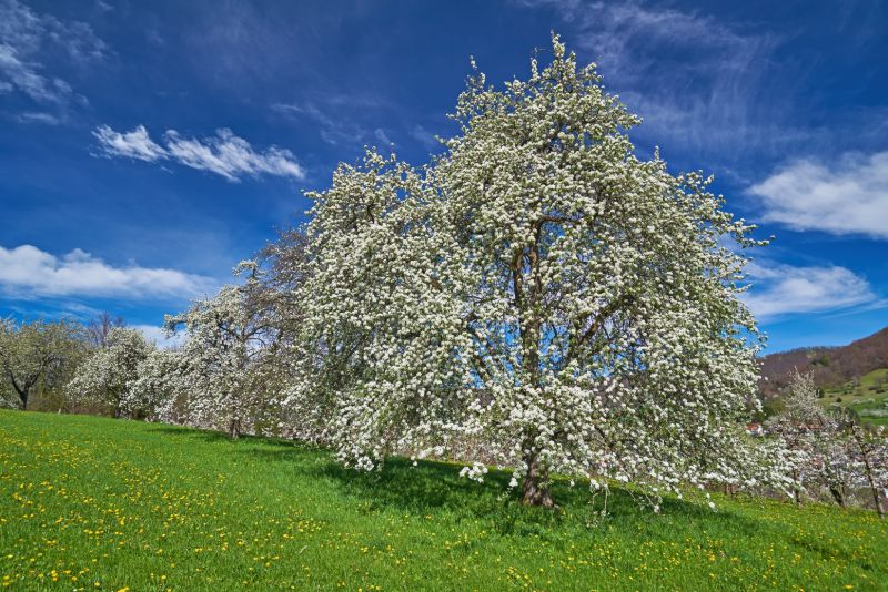 Schwäbische Alb in Baden-Württemberg: Blühender Baum auf grüner Wiese mit sanfter Hügellandschaft