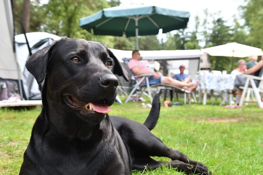 Hundefreundlicher Urlaub auf Camping Ommerland