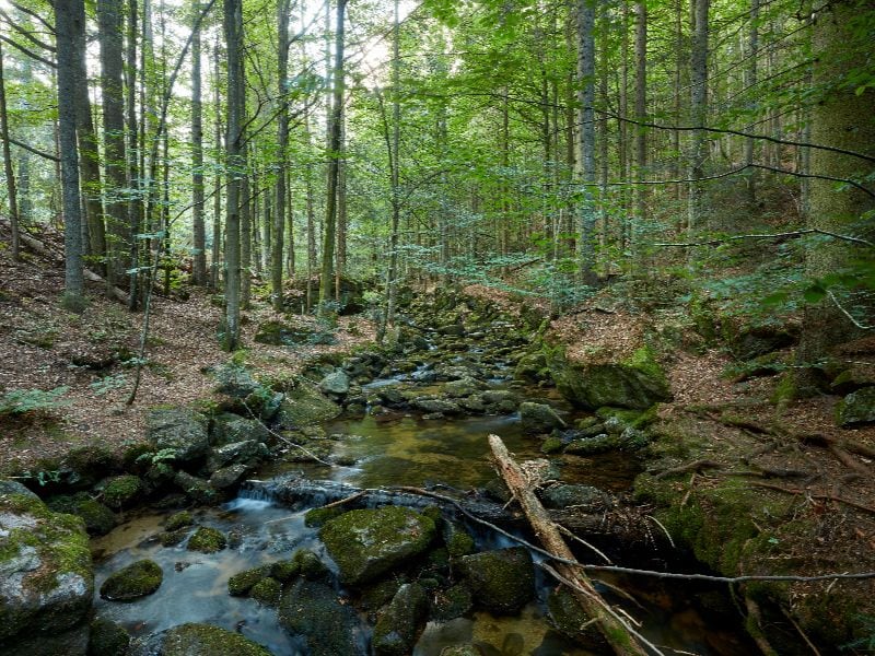 Natur im Bayerischen Wald