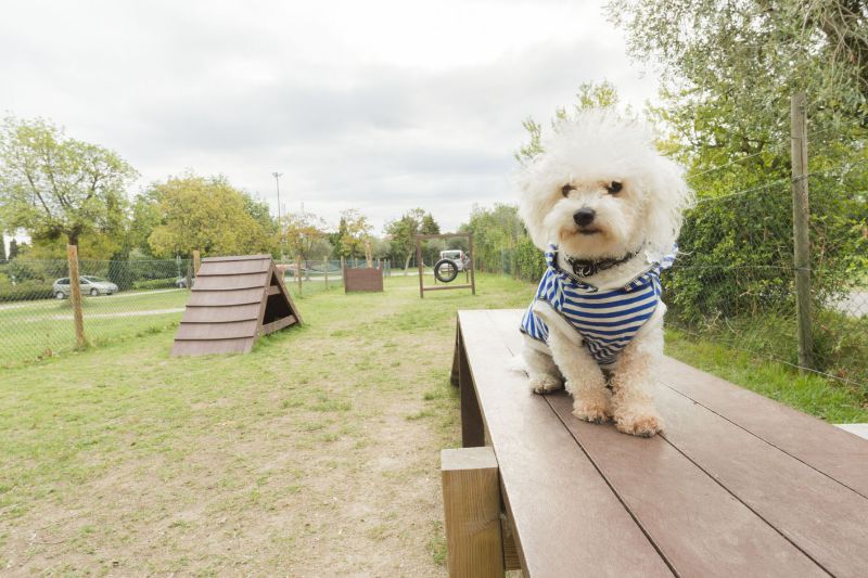Campingplatz mit Hundeparcours für aktive Hunde auf einem hundefreundlichen Campingplatz in Italien
