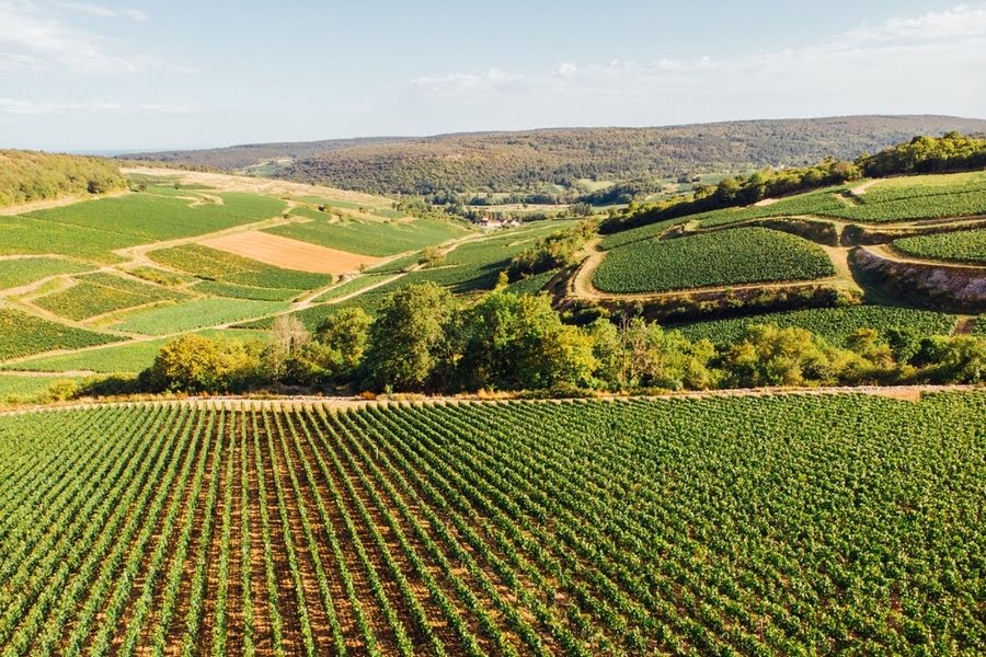 hügelige Landschaft mit Weinbergen