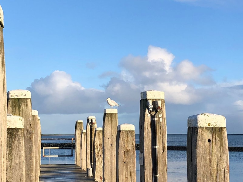 Möwe auf Holzsteg vor den Wellen der Nordsee mit blauen Himmel und Wolken im Hintergrund