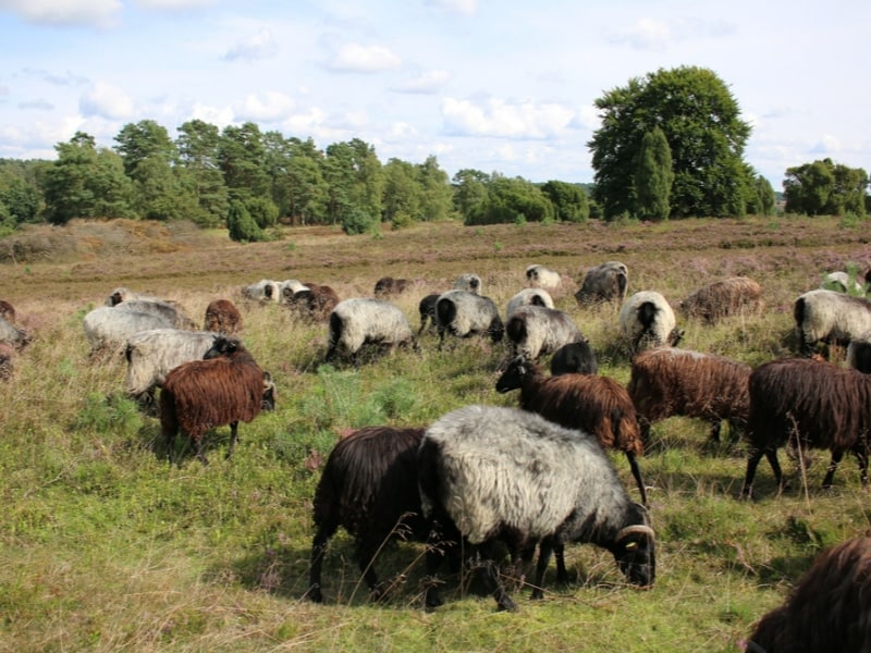 Heidschnucken auf der Lüneburger Heide