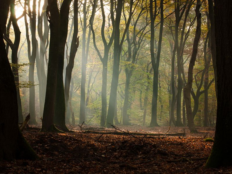 Green Divide Bikepacking im Speulder und Sprielderbos