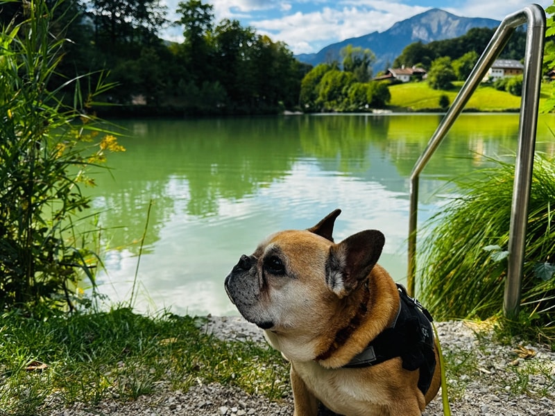 Hund steht vor Teich mit Blick auf die Berge